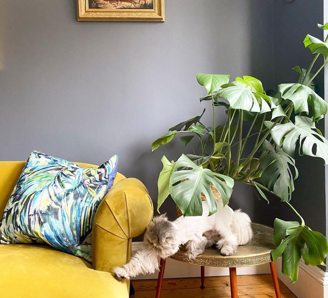 fallback alt text two